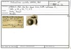 Karteikarte zum Holotyp von Biloculina scutella Karrer, 1868
